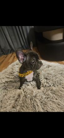 Wunderschöne französische bulldogge welpen