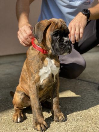3 MÄNNLICHES BOXERWELPEN
