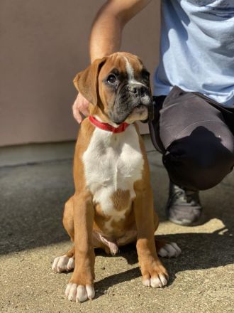 3 MÄNNLICHES BOXERWELPEN