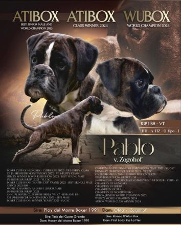 3 MÄNNLICHES BOXERWELPEN