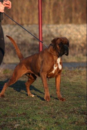 3 MÄNNLICHES BOXERWELPEN