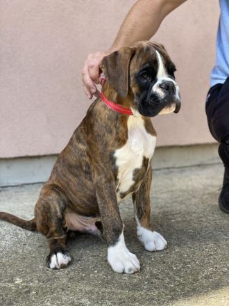 3 MÄNNLICHES BOXERWELPEN