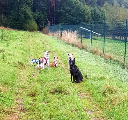 Lizu braucht erfahrene Menschen, die ihr ein Fürimmerzuhause geben