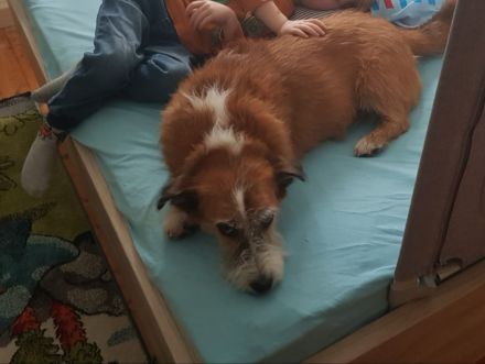 Lizu braucht erfahrene Menschen, die ihr ein Fürimmerzuhause geben