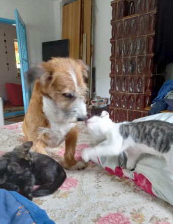 Lizu braucht erfahrene Menschen, die ihr ein Fürimmerzuhause geben