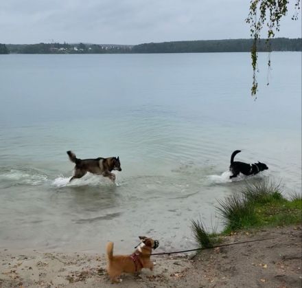 Lizu braucht erfahrene Menschen, die ihr ein Fürimmerzuhause geben