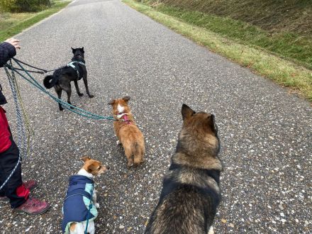 Lizu braucht erfahrene Menschen, die ihr ein Fürimmerzuhause geben