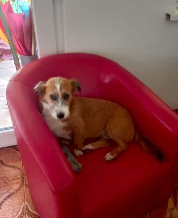 Lizu braucht erfahrene Menschen, die ihr ein Fürimmerzuhause geben