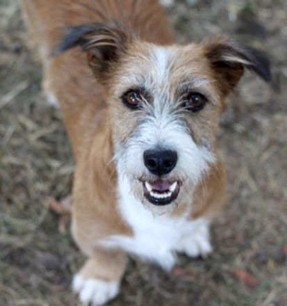Lizu braucht erfahrene Menschen, die ihr ein Fürimmerzuhause geben