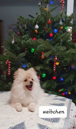 Zwergspitz Welpen abgabebereit