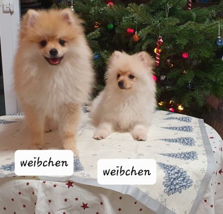 Zwergspitz Welpen abgabebereit