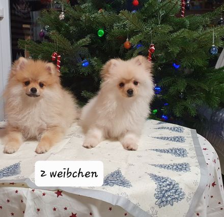 Zwergspitz Welpen abgabebereit