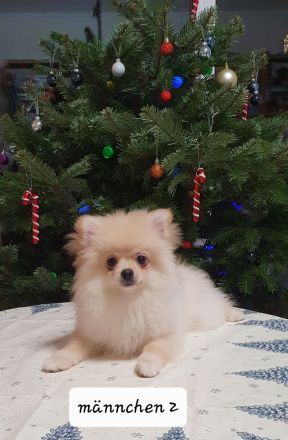 Zwergspitz Welpen abgabebereit