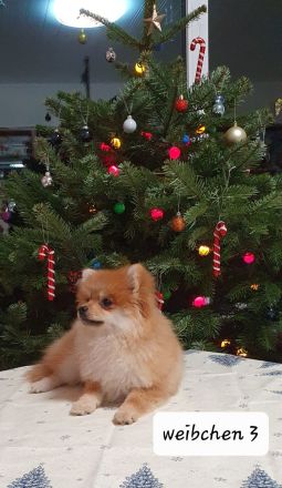 Zwergspitz Welpen abgabebereit
