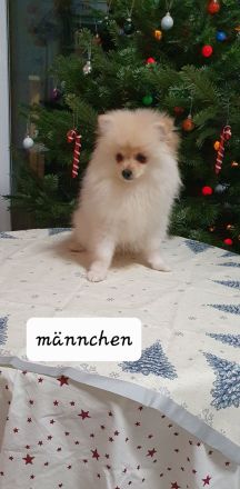 Zwergspitz Welpen abgabebereit