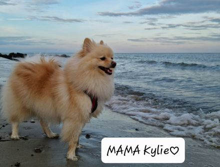 Zwergspitz Welpen abgabebereit