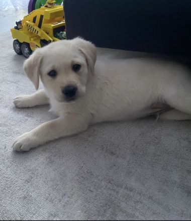 Labrador Welpe  Rüde