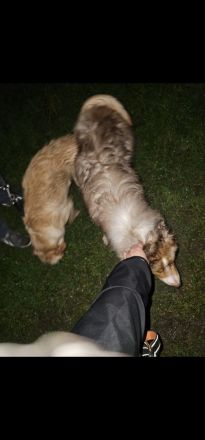 Deckrüde Australien shepherd Red merle