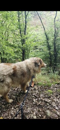 Deckrüde Australien shepherd Red merle