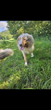 Deckrüde Australien shepherd Red merle