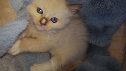Ragdoll Kitten mit Stammbaum