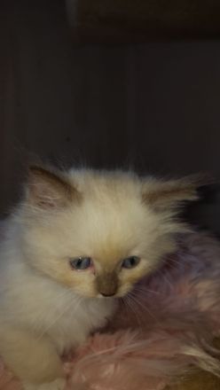 Ragdoll Kitten mit Stammbaum