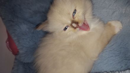 Ragdoll Kitten mit Stammbaum