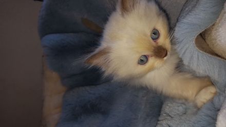 Ragdoll Kitten mit Stammbaum