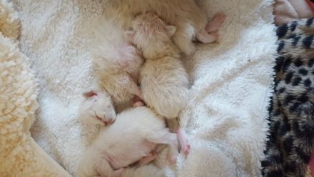 Ragdoll Kitten mit Stammbaum