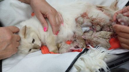 Ragdoll Kitten mit Stammbaum