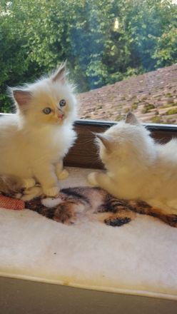 Ragdoll Kitten mit Stammbaum