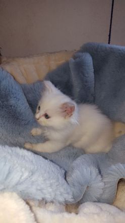 Ragdoll Kitten mit Stammbaum