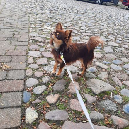 Chihuahua Rüde 11 Monate alt sucht ein neues Zuhause