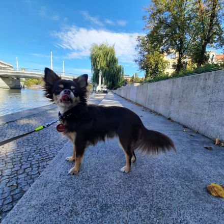 Chihuahua Rüde 11 Monate alt sucht ein neues Zuhause