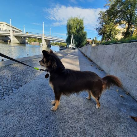 Chihuahua Rüde 11 Monate alt sucht ein neues Zuhause