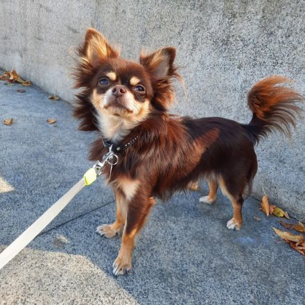 Chihuahua Rüde 11 Monate alt sucht ein neues Zuhause