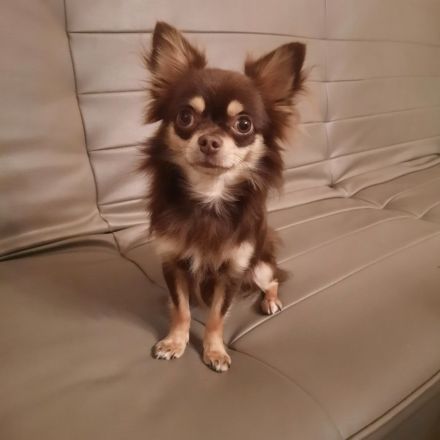 Chihuahua Rüde 11 Monate alt sucht ein neues Zuhause
