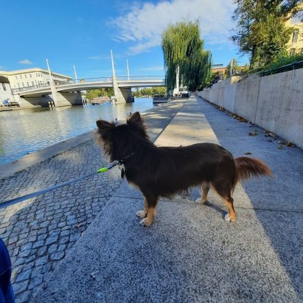 Chihuahua Rüde 11 Monate alt sucht ein neues Zuhause