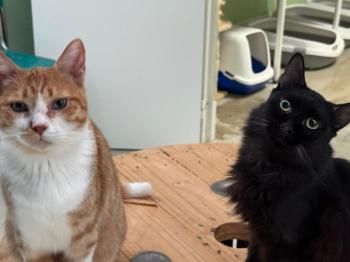 Limon, FelV positiv und Welt, FelV und FIV positiv