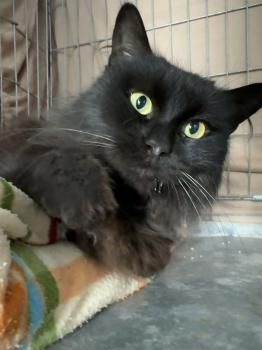 Limon, FelV positiv und Welt, FelV und FIV positiv