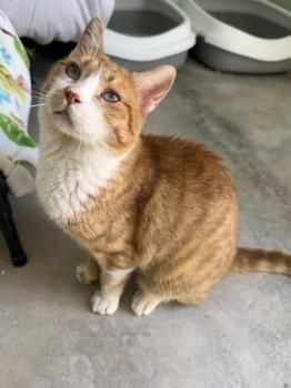 Limon, FelV positiv und Welt, FelV und FIV positiv