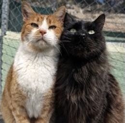 Limon, FelV positiv und Welt, FelV und FIV positiv