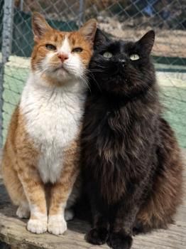 Limon, FelV positiv und Welt, FelV und FIV positiv