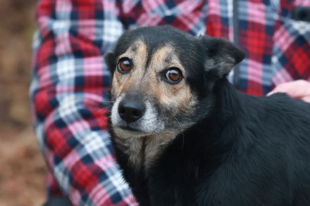 Ella - braucht eine neue Chance - ist auf Pflegestelle 33181 Bad Wünneberg