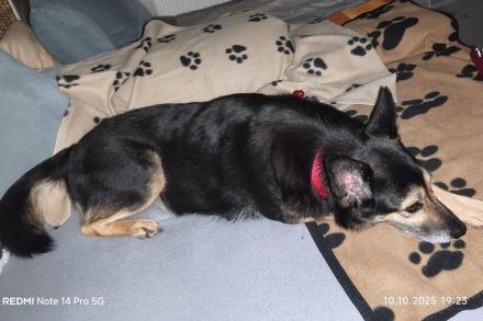 Ella - braucht eine neue Chance - ist auf Pflegestelle 33181 Bad Wünneberg