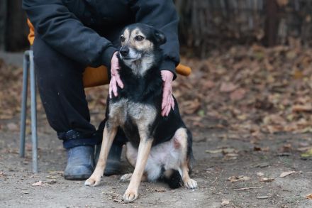 Ella - braucht eine neue Chance - ist auf Pflegestelle 33181 Bad Wünneberg