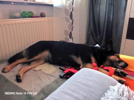 Ella - braucht eine neue Chance - ist auf Pflegestelle 33181 Bad Wünneberg