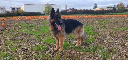 Deckrüde reinrassiger Schäferhund