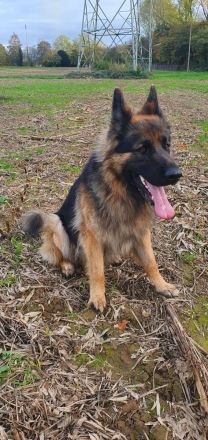 Deckrüde reinrassiger Schäferhund