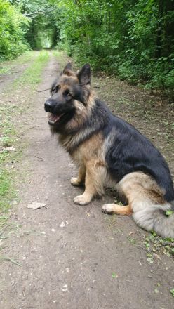 Deckrüde reinrassiger Schäferhund